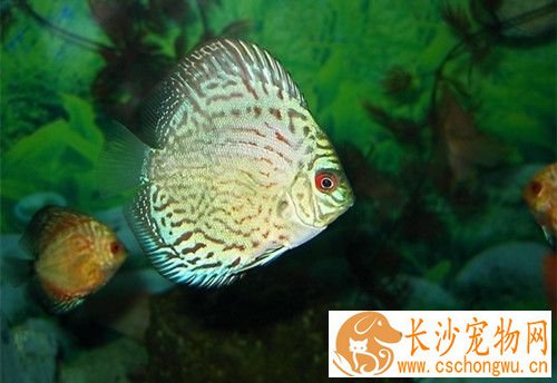 七彩神仙鱼常见病 首先先要判断得了什么病