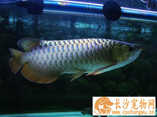龙鱼脱肛可以自愈吗 龙鱼脱肛症状及治疗方法