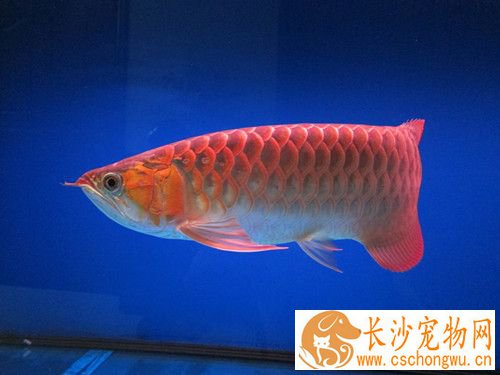 龙鱼失衡症怎么办 失衡症的症状及治疗方法