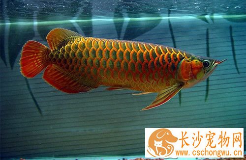 龙鱼腹水病 龙鱼腹水的治疗方法及症状