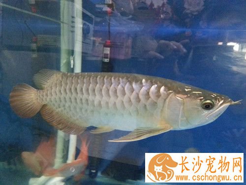 龙鱼鳔囊疾病 鳔囊疾病的症状及治疗方法