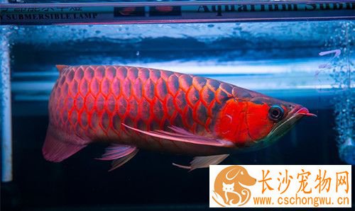 龙鱼鳞片变薄 一般采用换水方式来控制