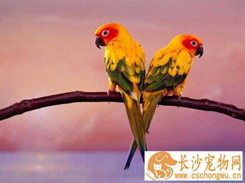 鹦鹉维生素C缺乏症 平时多喂新鲜蔬菜