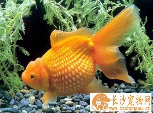 金鱼吃撑了怎么办 喂多了怎么办才好