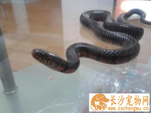 宠物蛇怎么消毒 常用的几种消毒药物