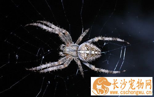 被蜘蛛咬了会怎么样 普通蜘蛛的毒性都不大