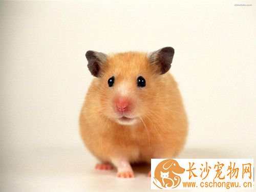 仓鼠软便怎么办 熟苹果可以治疗仓鼠软便