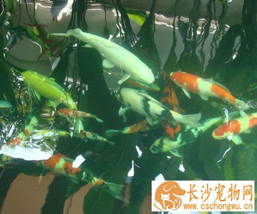 锦鲤鱼突眼病怎么办 突眼病的治疗方法