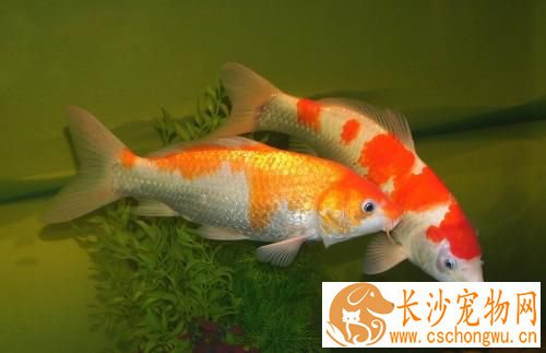 锦鲤鱼蒙眼 锦鲤鱼蒙眼预防及治疗方法