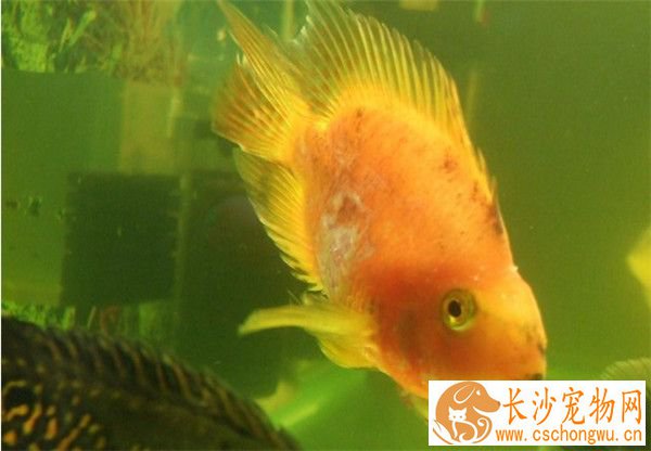 鹦鹉鱼烂鳞病 要注意水质避免水质恶化