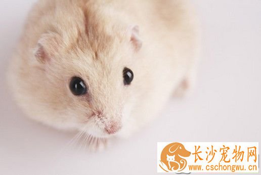仓鼠肠胃不好怎么办 运用妈咪爱来治疗