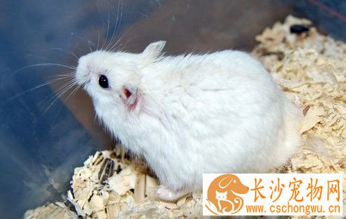 仓鼠感冒吃什么药 喂一些板蓝根冲剂之类的