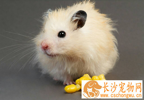 仓鼠会有鼠疫吗 做好卫生是不会有鼠疫的