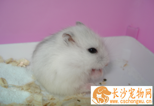 仓鼠便秘应该如何通便 喂点益生菌类的药品