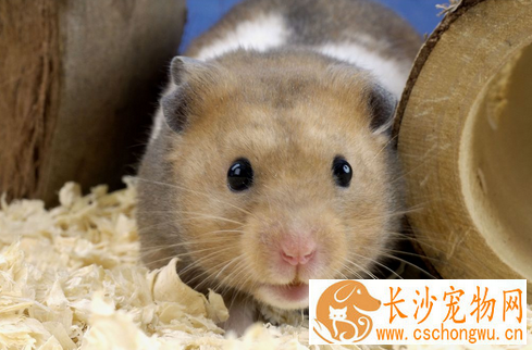 仓鼠为什么会便秘 膳食纤维或水的摄入不足