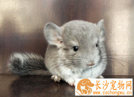 龙猫感染了螨虫怎么办 用酒精擦拭龙猫的患处