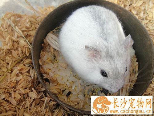 仓鼠脱毛怎么办 仓鼠的预防及解决方法