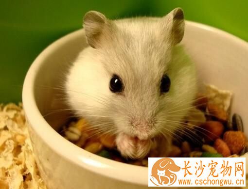 仓鼠中暑症状 刚中暑时鼠鼠会极度兴奋
