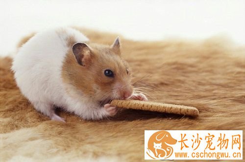 仓鼠脚断了怎么办 仓鼠脚断一般的处理方法