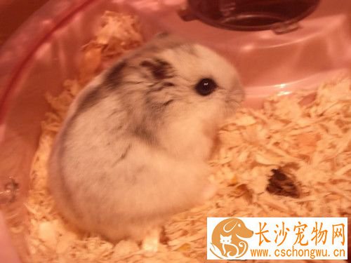仓鼠病了怎么办 要先了解仓鼠是怎么生病的