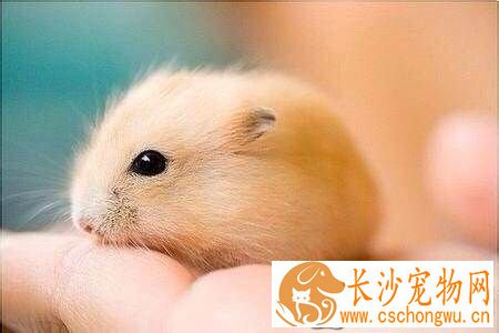仓鼠骨折了怎么办 仓鼠骨折的治疗方法