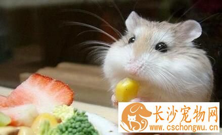 仓鼠吐了怎么办 有可能是因为食物太多