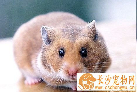 仓鼠会生什么病 仓鼠最常见的几种病