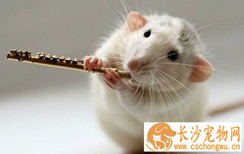 养仓鼠会得病吗 仓鼠不是生来就患病的
