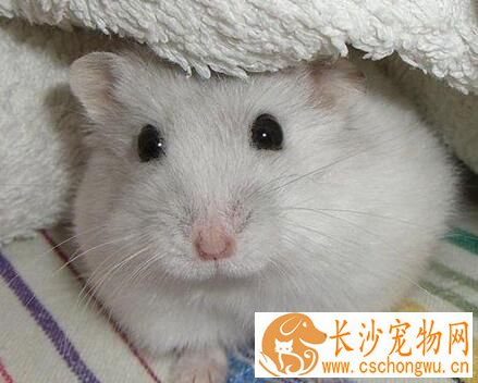 养仓鼠有什么危害 养仓鼠只要不散养就没事