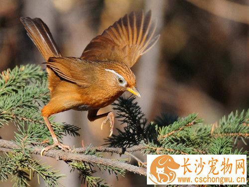 画眉鸟有虱子怎么办 画眉鸟有虱子的治疗方法