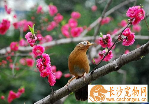 画眉鸟水便怎么办 画眉鸟水便的治疗方法