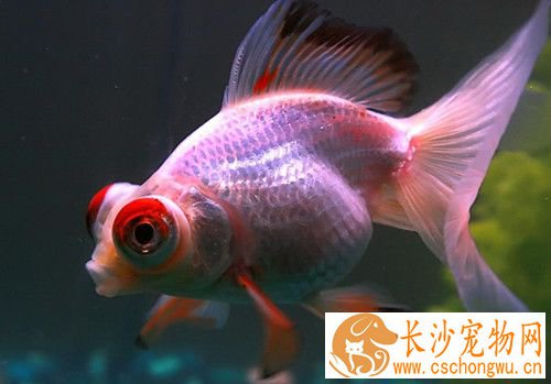 金鱼浮头是怎么回事 水中缺氧会造成金鱼浮头