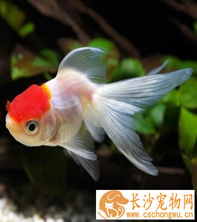 金鱼得了白毛病 金鱼白毛病的三种治疗方法
