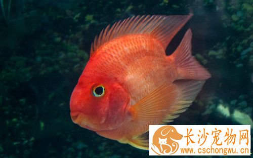鹦鹉鱼掉鳞怎么办 一般情况都是打架所致
