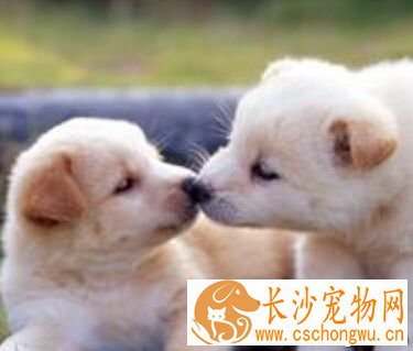 狗狗难产  狗狗的怀孕期大约为六十三天