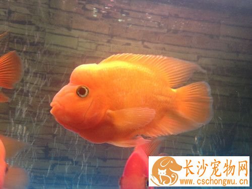 鹦鹉鱼烂嘴 可以加入适量的水溶性青霉素