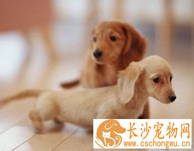 狗生产前的预兆 怀孕母狗显得坐立不安