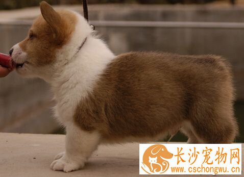 狗瘟症状 犬瘟热初期症状与感冒很相似