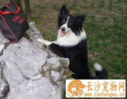 细小是什么病 病症有点类似于急性肠胃炎