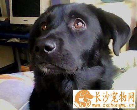 犬瘟热的治疗方法 注射大量犬瘟热高免血清
