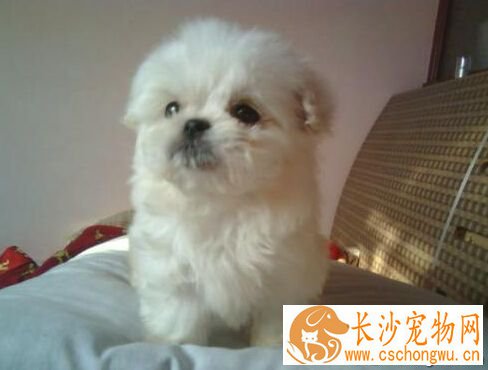 小狗拉稀呕吐怎么办 先分析拉稀呕吐的原因
