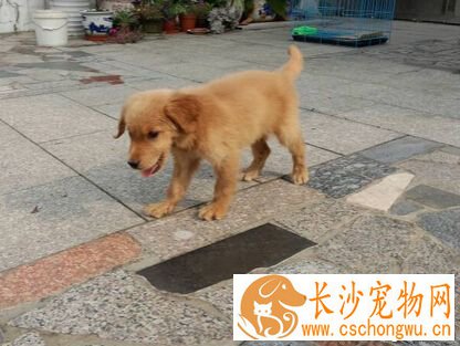 狗瘟的治疗 不能因为犬瘟而遗弃自家狗狗