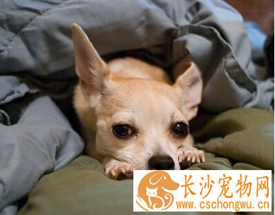 犬瘟神经症状 表现为癫痫转圈站立姿势异常