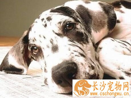 狗发烧的症状   温度是狗狗发烧的主要依据