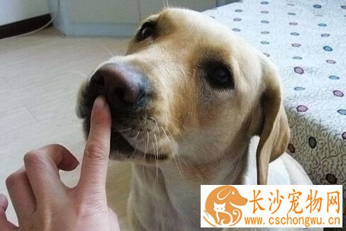 狗瘟的症状 表现倦怠厌食以及体温升高