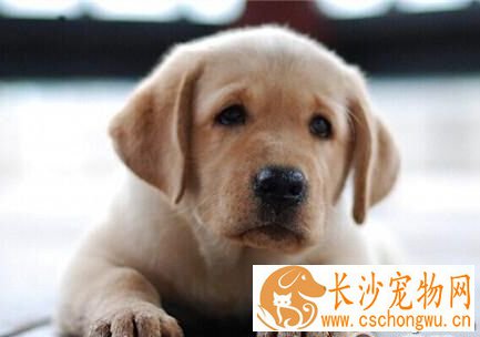 小狗发烧的症状 没有睡觉时它的鼻子会很干