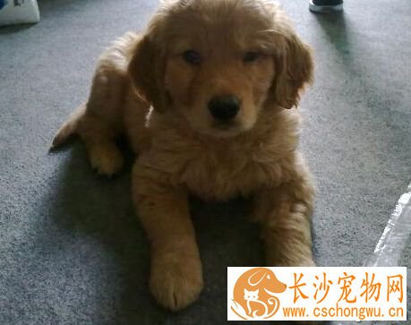 犬瘟热的治疗 早期应大量应用高免血清