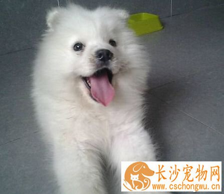 小狗眼屎多 可能狗狗的眼睛有炎症或上火