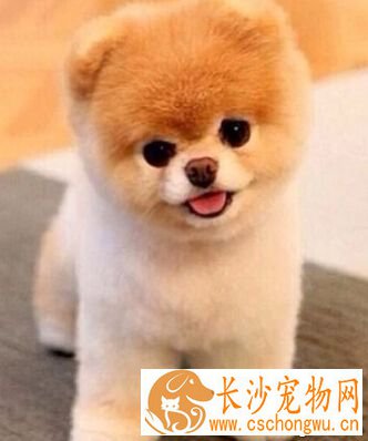 狗的皮肤病怎么治 可以在狗狗患处涂消炎膏