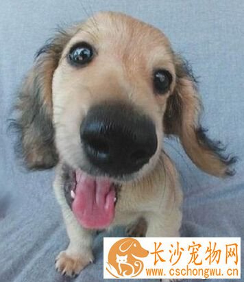 狗鼻子干 感冒发烧也是鼻头干的一个原因